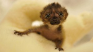 dimbi-zoo-mulhouse-10901959qmkpu_1713