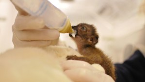 dimbi-zoo-mulhouse-10901962sbphr_1713